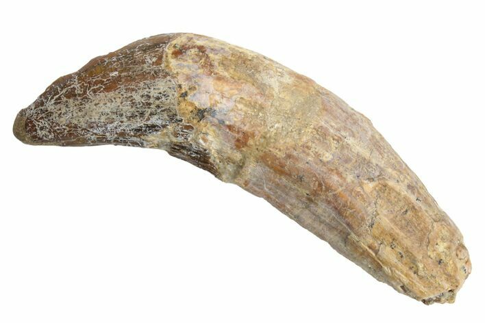 Fossil Primitive Whale (Pappocetus) Incisor Tooth - Morocco #225369